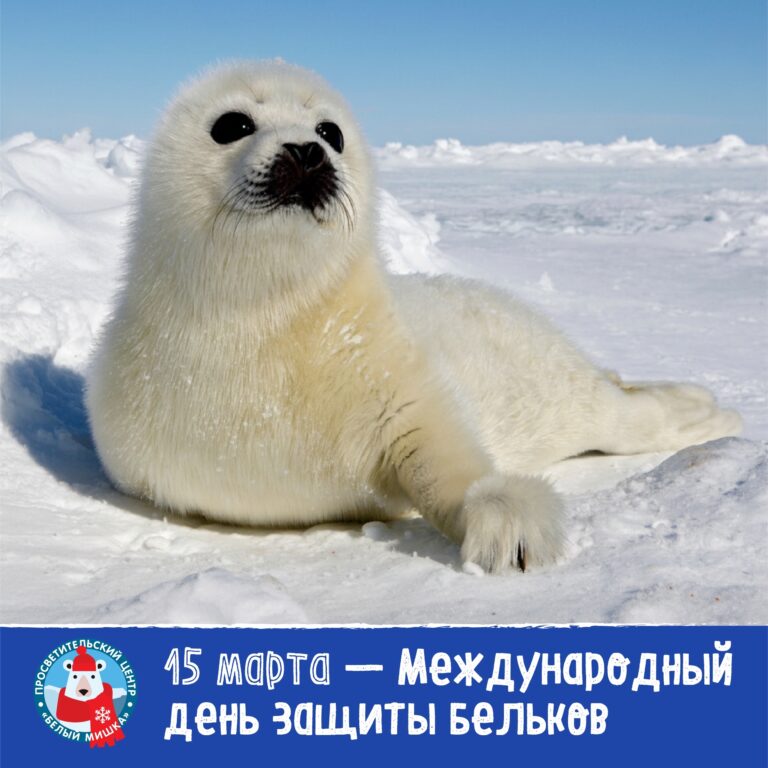 Международный день защиты бельков