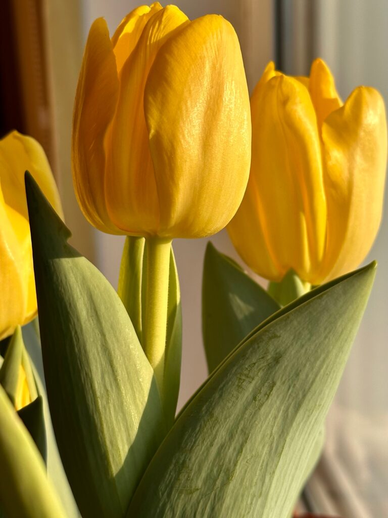 «Тюльпаны за полярным кругом» расцвели пышным цветом в преддверии 8 марта