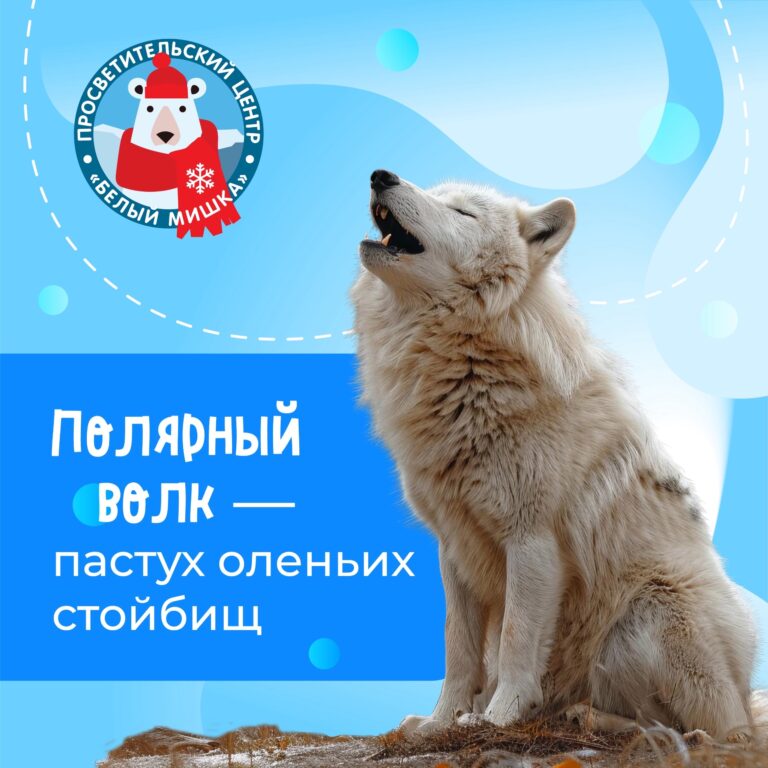 Полярный волк — настоящий «пастух оленьих стойбищ»